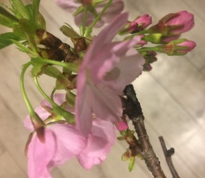 モリオ開花宣言！